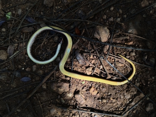 Erythrolamprus oligolepis