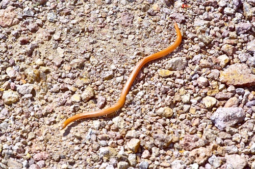 Great Plains Ground Snake