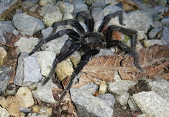 Sericopelma