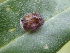 Apolinus lividigaster