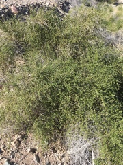 Ambrosia salsola