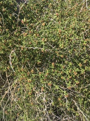 Ambrosia salsola