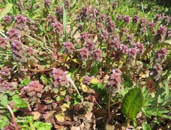Lamium purpureum