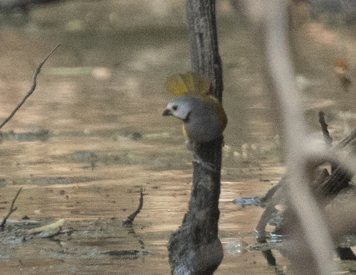 Grey-headed Oliveback (Delacourella capistrata), photo 5