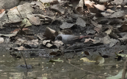 Black-faced Firefinch (Lagonosticta larvata), photo 3