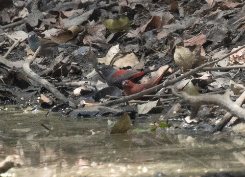 Dybowski's Twinspot (Euschistospiza dybowskii), photo 2