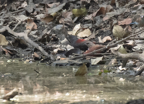 Dybowski's Twinspot (Euschistospiza dybowskii), photo 2