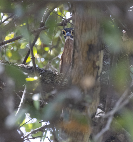 White-backed Night Heron (Calherodius leuconotus), photo 6