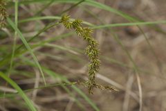 Carex laevissima