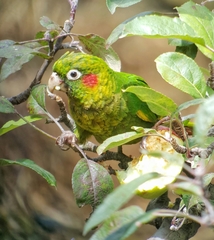 Pyrrhura hoffmanni