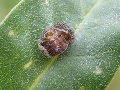 Apolinus lividigaster