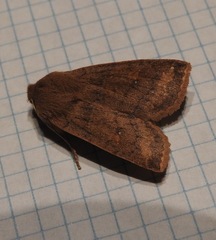 Eupsilia vinulenta