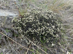 Pimelea aridula