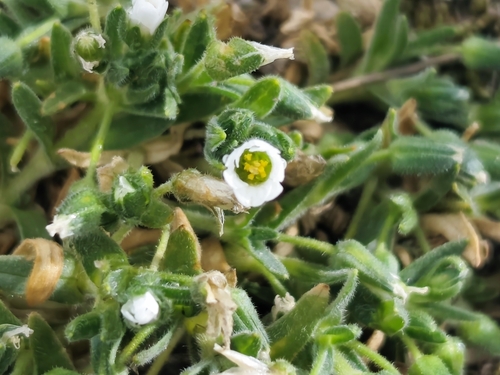 Cerastium trichocalyx