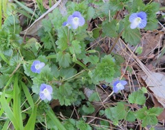 Veronica persica