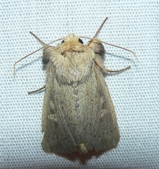 Leucania pseudargyria