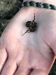 Pagurus hirsutiusculus