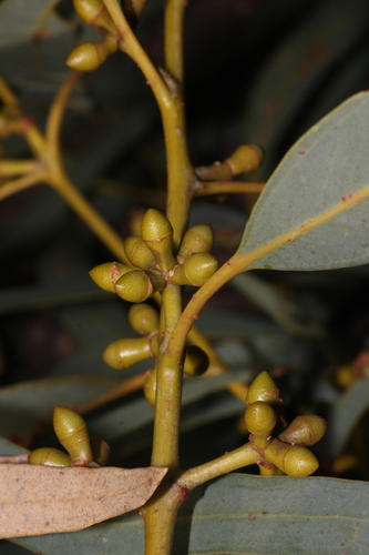 Eucalyptus glomericassis L.A.S.Johnson & K.D.Hill