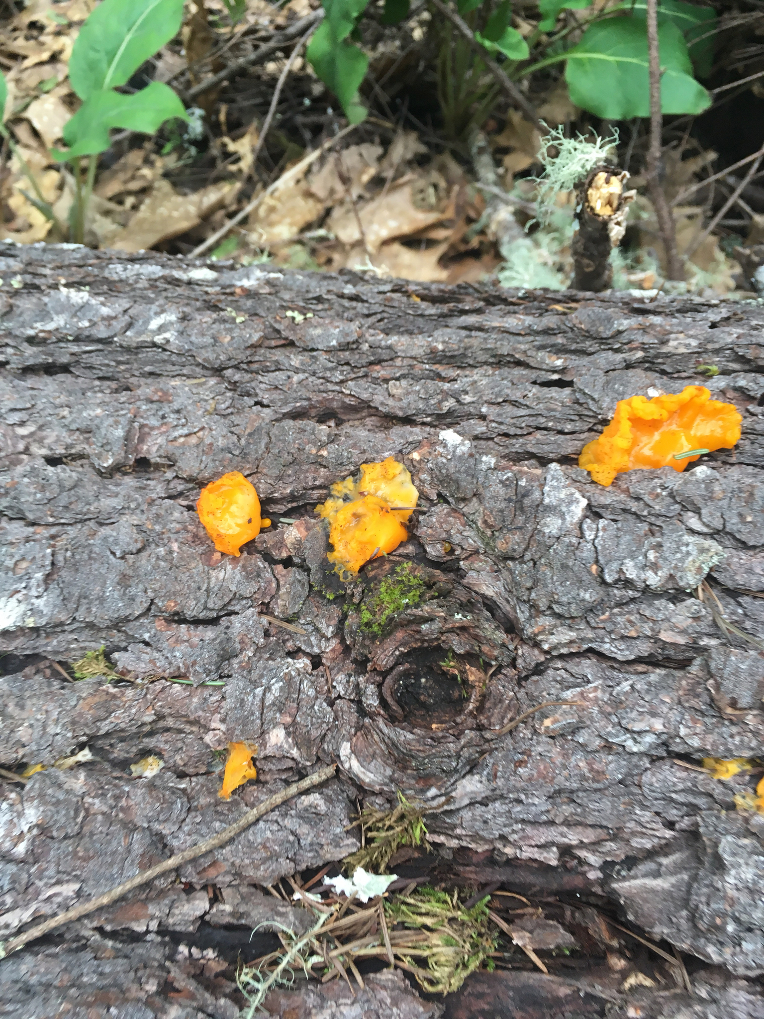 Dacrymyces chrysospermus image