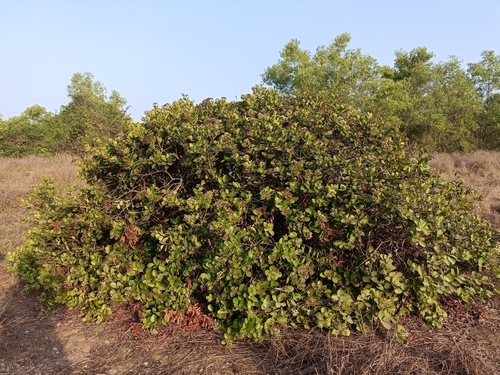 Syzygium caryophyllatum, photograph 3