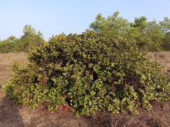 (c) Malaika Mathew Chawla, some rights reserved (CC BY) Syzygium caryophyllatum, photograph (c) Malaika Mathew Chawla, some rights reserved (CC BY)