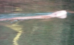 Castor canadensis mexicanus