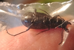 Blethisa quadricollis