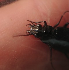 Blethisa quadricollis