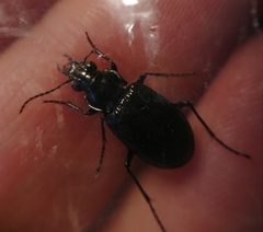 Blethisa quadricollis