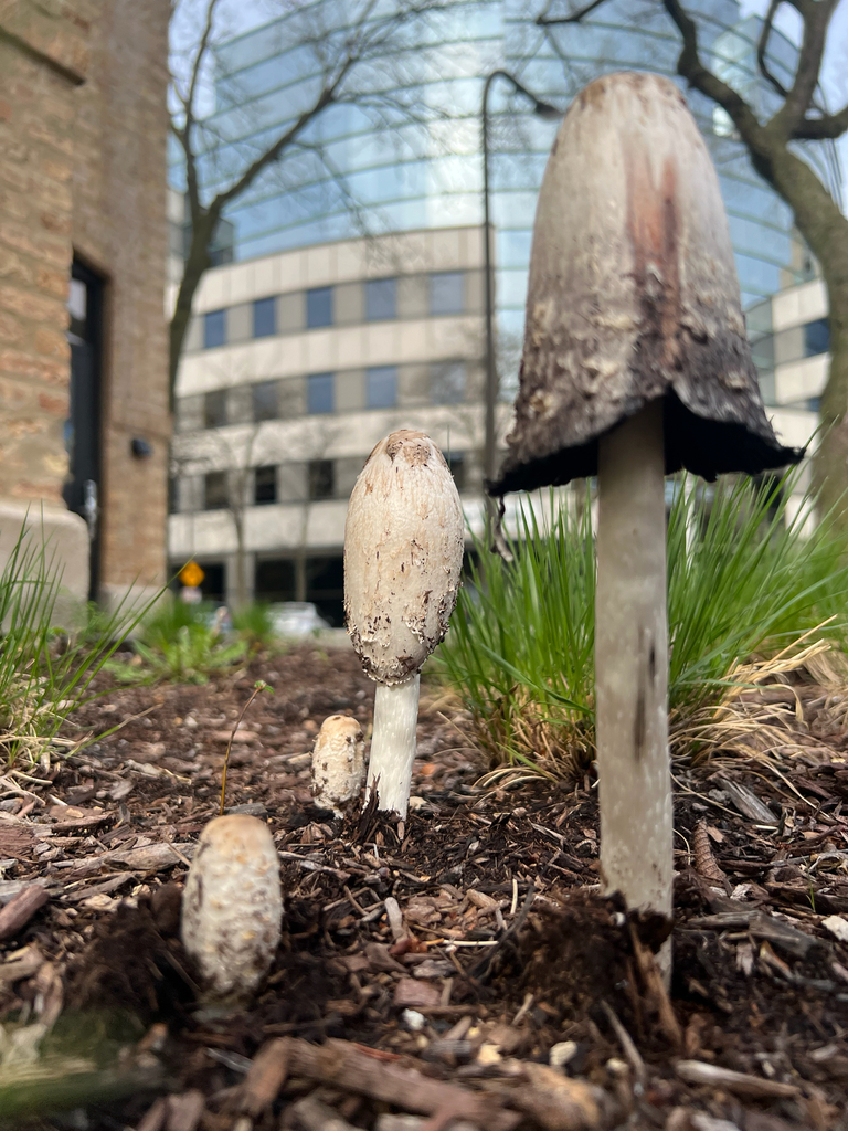 Coprinus comatus · April 2026 · photo: © isaaclarkin (iNaturalist, cc-by-sa)