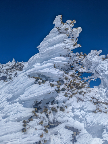 Rocky mountain bristlecone pine