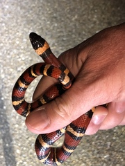 Lampropeltis annulata