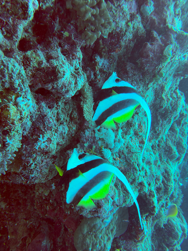 Heniochus acuminatus