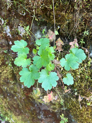 Heuchera grossulariifolia, photograph (c) Kieran Hanrahan, some rights reserved (CC BY)