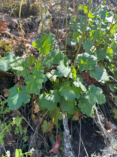 Heuchera grossulariifolia, photograph 4
