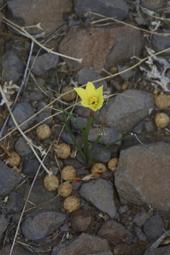 Zephyranthes longifolia, photograph 3