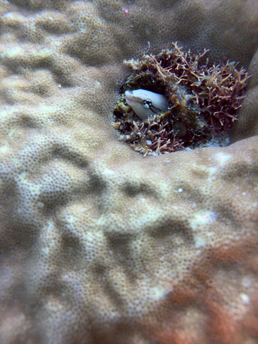 Aspidontus taeniatus