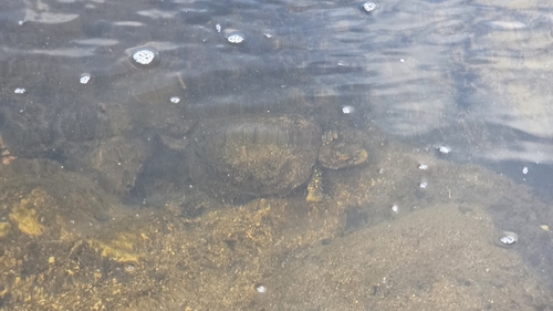 iNaturalist observation photo of Northwestern Pond Turtle