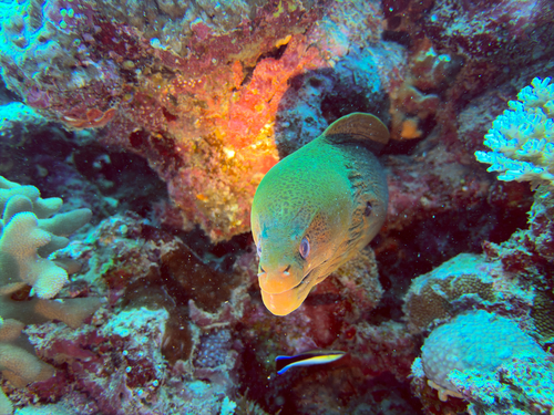 Gymnothorax javanicus