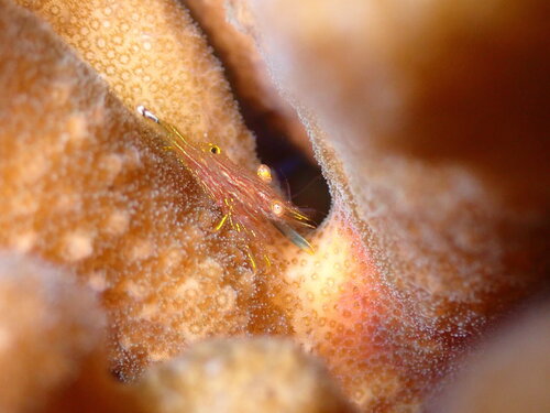 Harpiliopsis depressa observed 2026-04-14