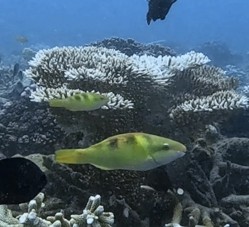 Scarus dimidiatus