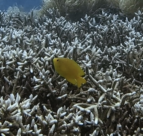 Pomacentrus moluccensis
