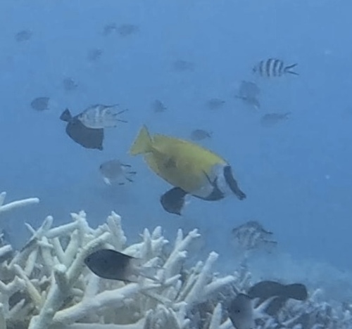 Siganus vulpinus