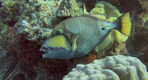 Balistoides viridescens