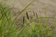 Carex cryptocarpa