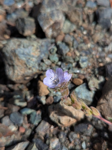 Phacelia divaricata observed 2026-04-14