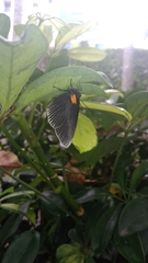 Hades noctula