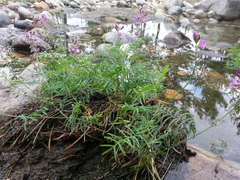 Astragalus versicolor