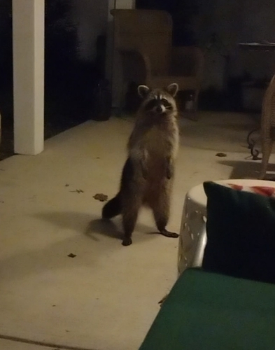 Common Raccoon photographed in Ohio