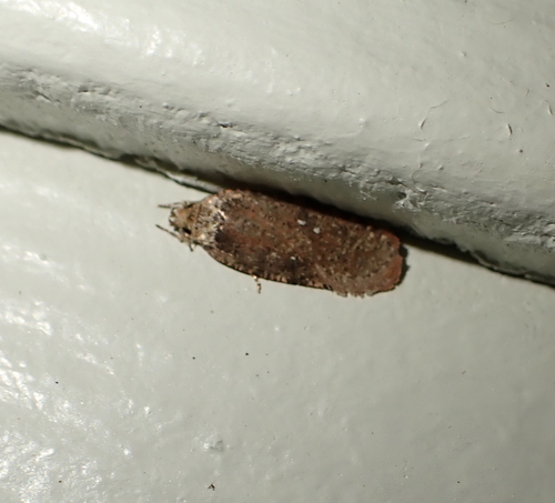 Clemens' Agonopterix photo 3